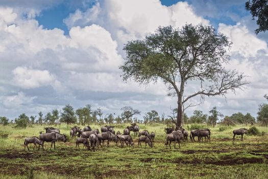 Blue wildebeest herd in green savannah in Kruger National park, South Africa ; Specie Connochaetes taurinus family of Bovidae