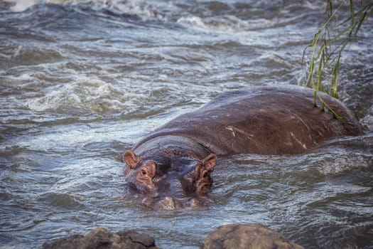Hippopotamus resting in torrent in Kruger National park, South Africa ; Specie Hippopotamus amphibius family of Hippopotamidae