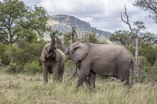 African bush elephant in Kruger National park, South Africa ; Specie Loxodonta africana family of Elephantidae