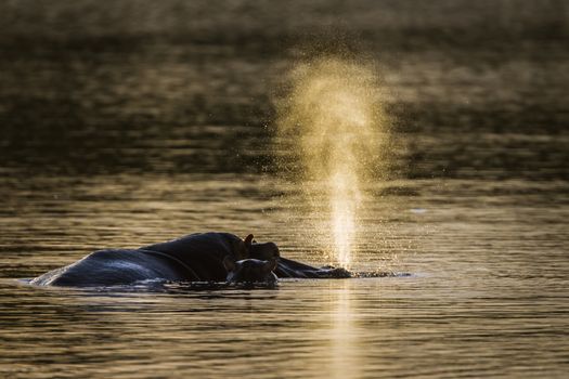 Hippopotamus blowing up water in Kruger National park, South Africa ; Specie Hippopotamus amphibius family of Hippopotamidae