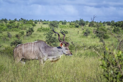Greater kudu horned male in green savannah in Kruger National park, South Africa ; Specie Tragelaphus strepsiceros family of Bovidae