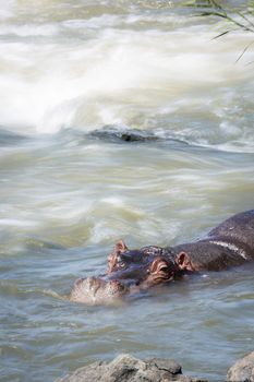 Hippopotamus resting in torrent in Kruger National park, South Africa ; Specie Hippopotamus amphibius family of Hippopotamidae