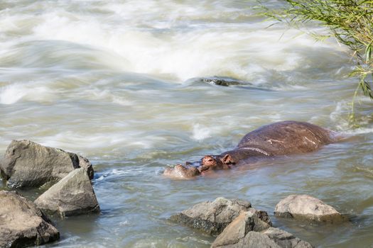 Hippopotamus resting in torrent in Kruger National park, South Africa ; Specie Hippopotamus amphibius family of Hippopotamidae