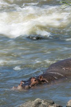 Hippopotamus resting in torrent in Kruger National park, South Africa ; Specie Hippopotamus amphibius family of Hippopotamidae