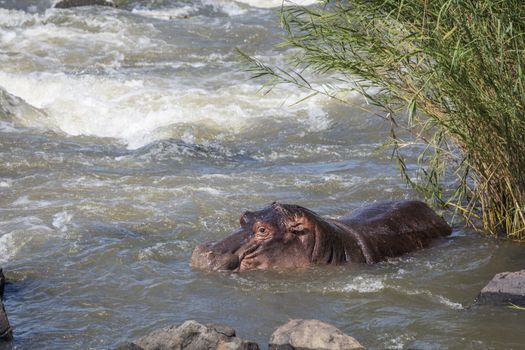 Hippopotamus resting in torrent in Kruger National park, South Africa ; Specie Hippopotamus amphibius family of Hippopotamidae