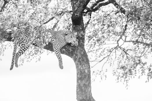 Leopard lying down in a tree in Kruger National park, South Africa ; Specie Panthera pardus family of Felidae