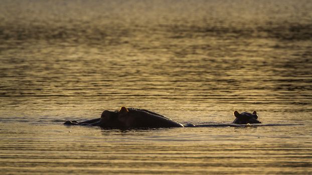 Hippopotamus baby and mother in Kruger National park, South Africa ; Specie Hippopotamus amphibius family of Hippopotamidae