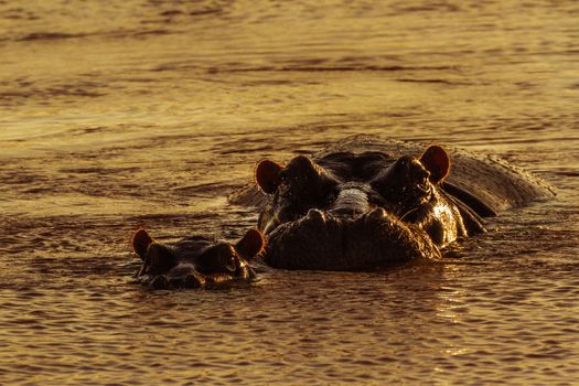 Hippopotamus in Kruger National park, South Africa ; Specie Hippopotamus amphibius family of Hippopotamidae