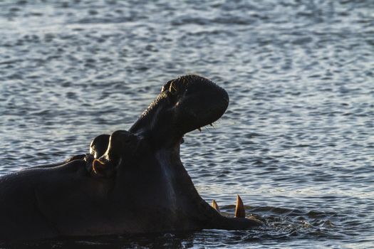 Hippopotamus in Kruger National park, South Africa ; Specie Hippopotamus amphibius family of Hippopotamidae