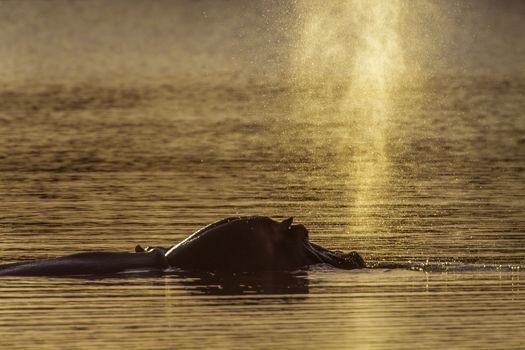 Hippopotamus blowing up water in Kruger National park, South Africa ; Specie Hippopotamus amphibius family of Hippopotamidae