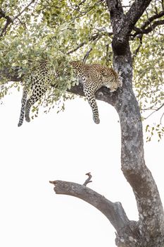 Leopard lying down in a tree in Kruger National park, South Africa ; Specie Panthera pardus family of Felidae