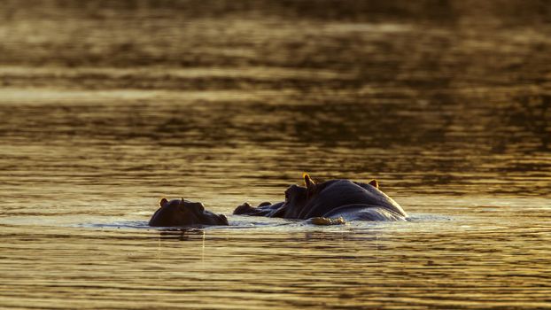 Africa; Animal; Animal behavior; Baby animal; Backlit; Biosphere Reserve; Botswana; conservation; Dawn; Dusk; Endangered species; Female; game reserve; Gonarezhou; Habitat; hippo; Hippopotamidae; Hippopotamus; Hippopotamus amphibius; Kruger; Lake; Limpopo; Mammal; Mother; Mozambique; Mpumalanga; National park; Nature; Nature reserve; Panoramic; Safari; Satara; Scenics; Skukuza; South Africa; Southern Africa; Swaziland; Swimming; Twilight; Two; Two Animals; Vulnerable; Wild; Wild animal; wilderness; Wildlife; wildlife photography; Young animal; Zimbabwe