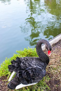 Black swan on ground floor soil near water pool at a botanical garden and it is a popular tourist destination northern Thailand. Cygnus atratus