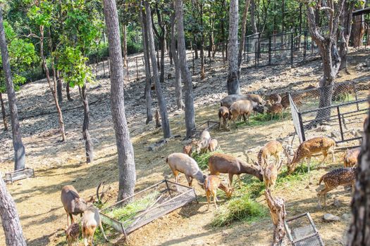 Group brown deer female and male full grown at eating grass fresh and hay in natural zoo and it is a popular tourist destination.