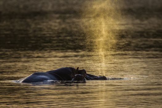 Hippopotamus blowing up water in Kruger National park, South Africa ; Specie Hippopotamus amphibius family of Hippopotamidae