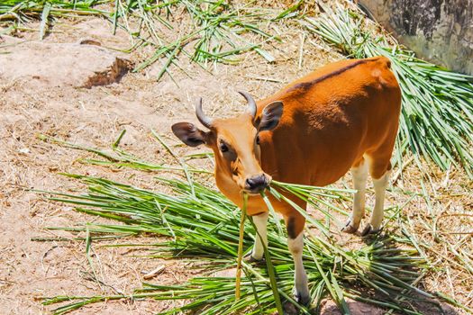 Banteng eating grass are a species of wild cattle have a distinctive character is a white band bottom in both males and female found in Southeast.