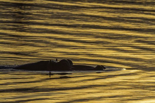 Hippopotamus in Kruger National park, South Africa ; Specie Hippopotamus amphibius family of Hippopotamidae