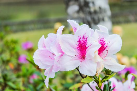 Beautiful white light pink azalea flowers blooming in a winter season at a botanical garden and it is a popular tourist destination northern Thailand.