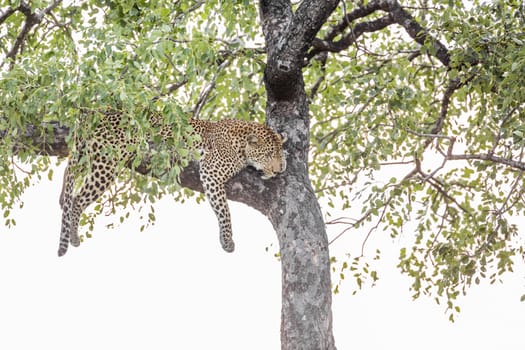Leopard lying down in a tree in Kruger National park, South Africa ; Specie Panthera pardus family of Felidae