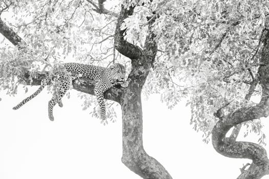 Leopard lying down in a tree in Kruger National park, South Africa ; Specie Panthera pardus family of Felidae