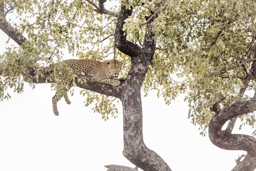 Leopard lying down in a tree in Kruger National park, South Africa ; Specie Panthera pardus family of Felidae