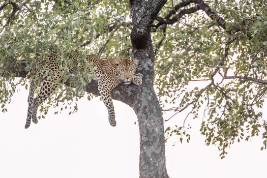 Leopard lying down in a tree in Kruger National park, South Africa ; Specie Panthera pardus family of Felidae