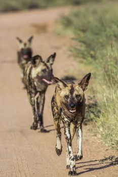 African wild dog running on gravel road in Kruger National park, South Africa ; Specie Lycaon pictus family of Canidae