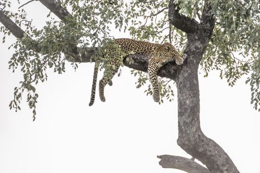 Leopard lying down in a tree in Kruger National park, South Africa ; Specie Panthera pardus family of Felidae
