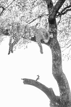 Leopard lying down in a tree in Kruger National park, South Africa ; Specie Panthera pardus family of Felidae