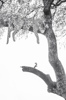 Leopard lying down in a tree in Kruger National park, South Africa ; Specie Panthera pardus family of Felidae