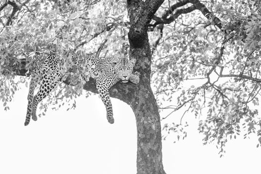 Leopard lying down in a tree in Kruger National park, South Africa ; Specie Panthera pardus family of Felidae