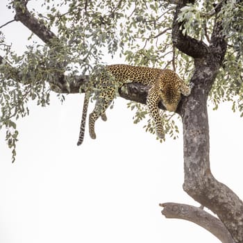 Leopard lying down in a tree in Kruger National park, South Africa ; Specie Panthera pardus family of Felidae