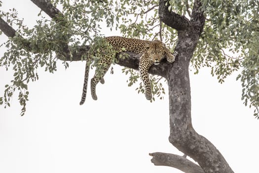 Leopard lying down in a tree in Kruger National park, South Africa ; Specie Panthera pardus family of Felidae