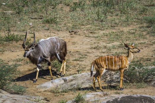 Nyala in Kruger National park, South Africa ; Specie Tragelaphus angasii family of Bovidae
