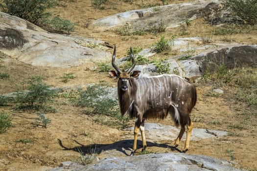 Nyala in Kruger National park, South Africa ; Specie Tragelaphus angasii family of Bovidae