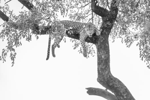 Leopard lying down in a tree in Kruger National park, South Africa ; Specie Panthera pardus family of Felidae