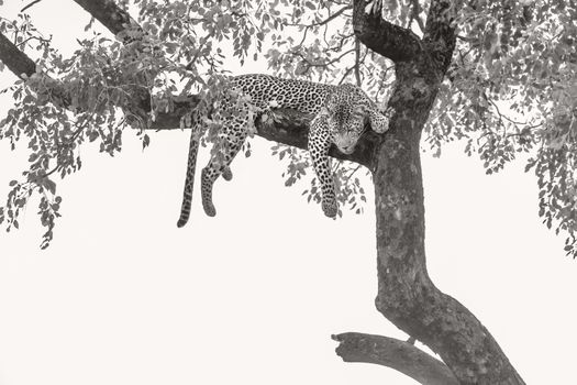 Leopard lying down in a tree in Kruger National park, South Africa ; Specie Panthera pardus family of Felidae