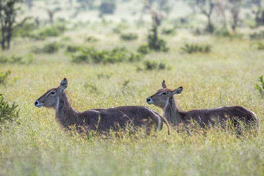 Common Waterbuck in green savannah backlit in Kruger National park, South Africa ; Specie Kobus ellipsiprymnus family of Bovidae