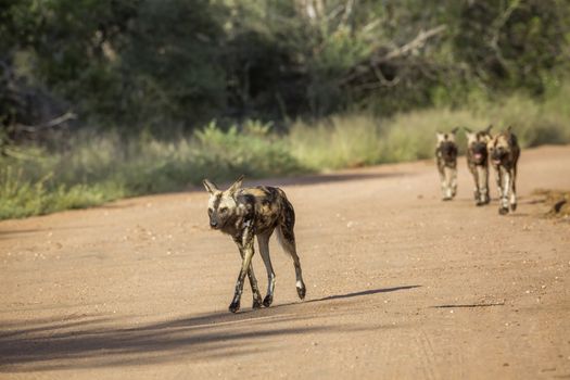 African wild dog running on gravel road in Kruger National park, South Africa ; Specie Lycaon pictus family of Canidae