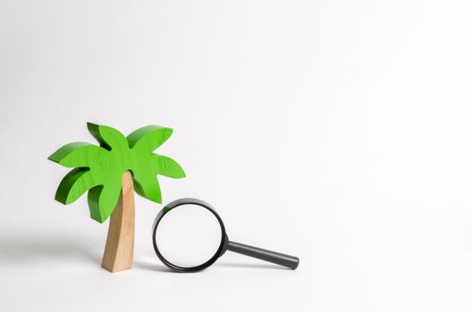 Wooden palm tree and a magnifying glass. Search for tours and cruises to warm countries. The development of tourism. Tropical island. Conceptual leisure and vacation, entertainment and relaxation.