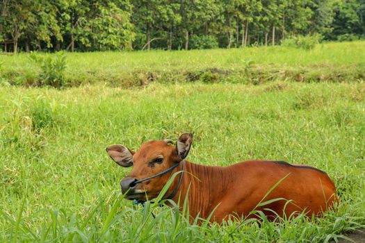 Brown cow lies in a green field with tall grass. Young heifer looks into the camera lens. Beef cattle tied with blue rope. Cow with pure soft hair grazes in a meadow with grass. Bali Island, Indonesia.