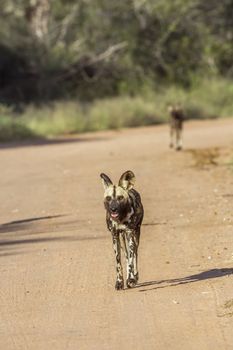 African wild dog running on gravel road in Kruger National park, South Africa ; Specie Lycaon pictus family of Canidae