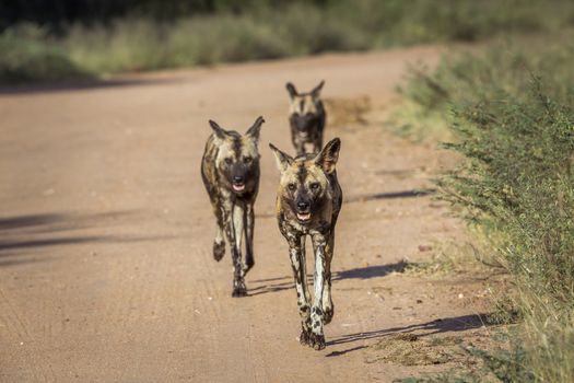 African wild dog running on gravel road in Kruger National park, South Africa ; Specie Lycaon pictus family of Canidae