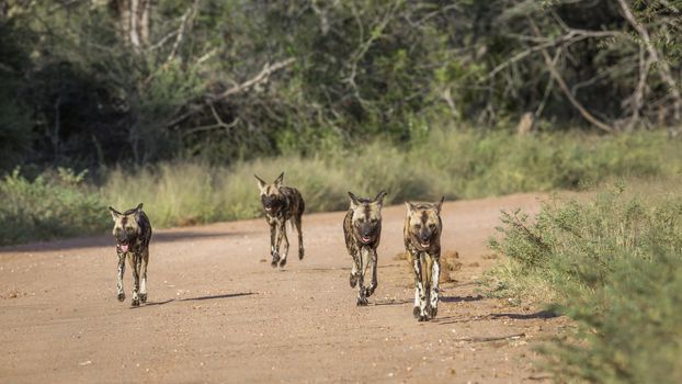 African wild dog running on gravel road in Kruger National park, South Africa ; Specie Lycaon pictus family of Canidae