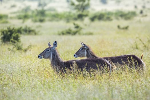 Common Waterbuck in green savannah backlit in Kruger National park, South Africa ; Specie Kobus ellipsiprymnus family of Bovidae