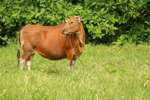 Brown cow standing in green field with tall grass. Adult heifer looks into the camera lens. Beef cattle tied with blue rope. A grazed cow grazes in a meadow with grass. Bali Island, Indonesia.