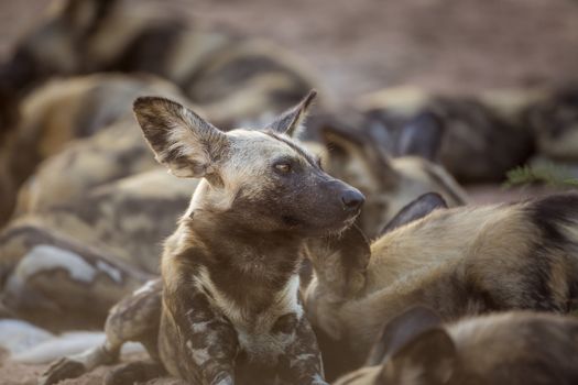 African wild dog in Kruger National park, South Africa ; Specie Lycaon pictus family of Canidae