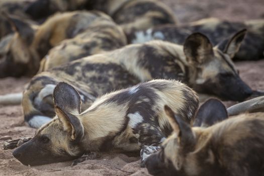 African wild dog in Kruger National park, South Africa ; Specie Lycaon pictus family of Canidae