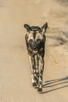 African wild dog running on gravel road in Kruger National park, South Africa ; Specie Lycaon pictus family of Canidae