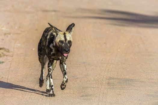 African wild dog running on gravel road in Kruger National park, South Africa ; Specie Lycaon pictus family of Canidae